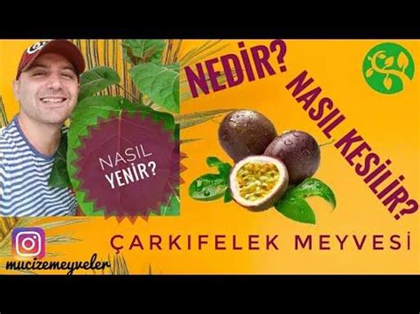 Passion Fruit : Bu Şarkının Tropikal Ritmleriyle Kendini Kaybetin ve Enerjiniz Yükselecek